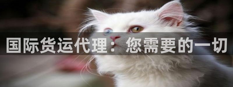 尊龙凯时贴吧：国际货运代理：您需要的一切