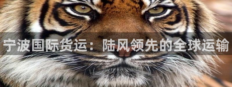 尊龙d88官网准认来就送38：宁波国际货运：陆风领先的全