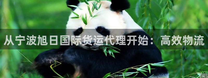 尊龙/人生就是博：从宁波旭日国际货运代理开始：高效物流