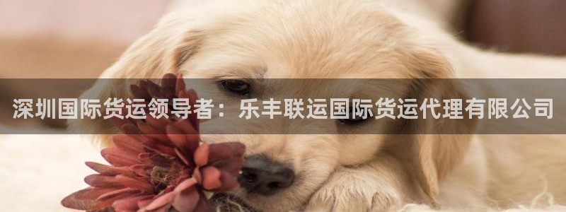 尊龙凯时：深圳国际货运领导者：乐丰联运国际货运代理有限公