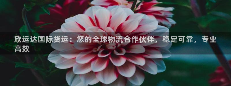 尊龙d88官网登录下载：欣运达国际货运：您的全球物流合作