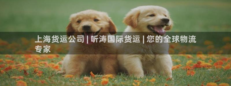 尊龙凯时取款有要求吗：上海货运公司 | 听涛国际货运 |