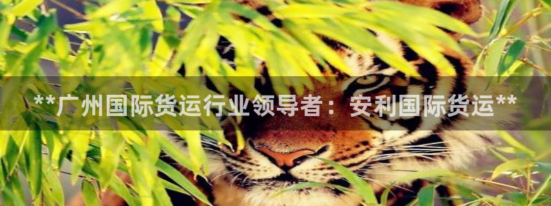 尊龙app怎么样：**广州国际货运行业领导者：安利国际货